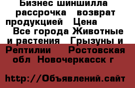 Бизнес шиншилла, рассрочка - возврат продукцией › Цена ­ 4 500 - Все города Животные и растения » Грызуны и Рептилии   . Ростовская обл.,Новочеркасск г.